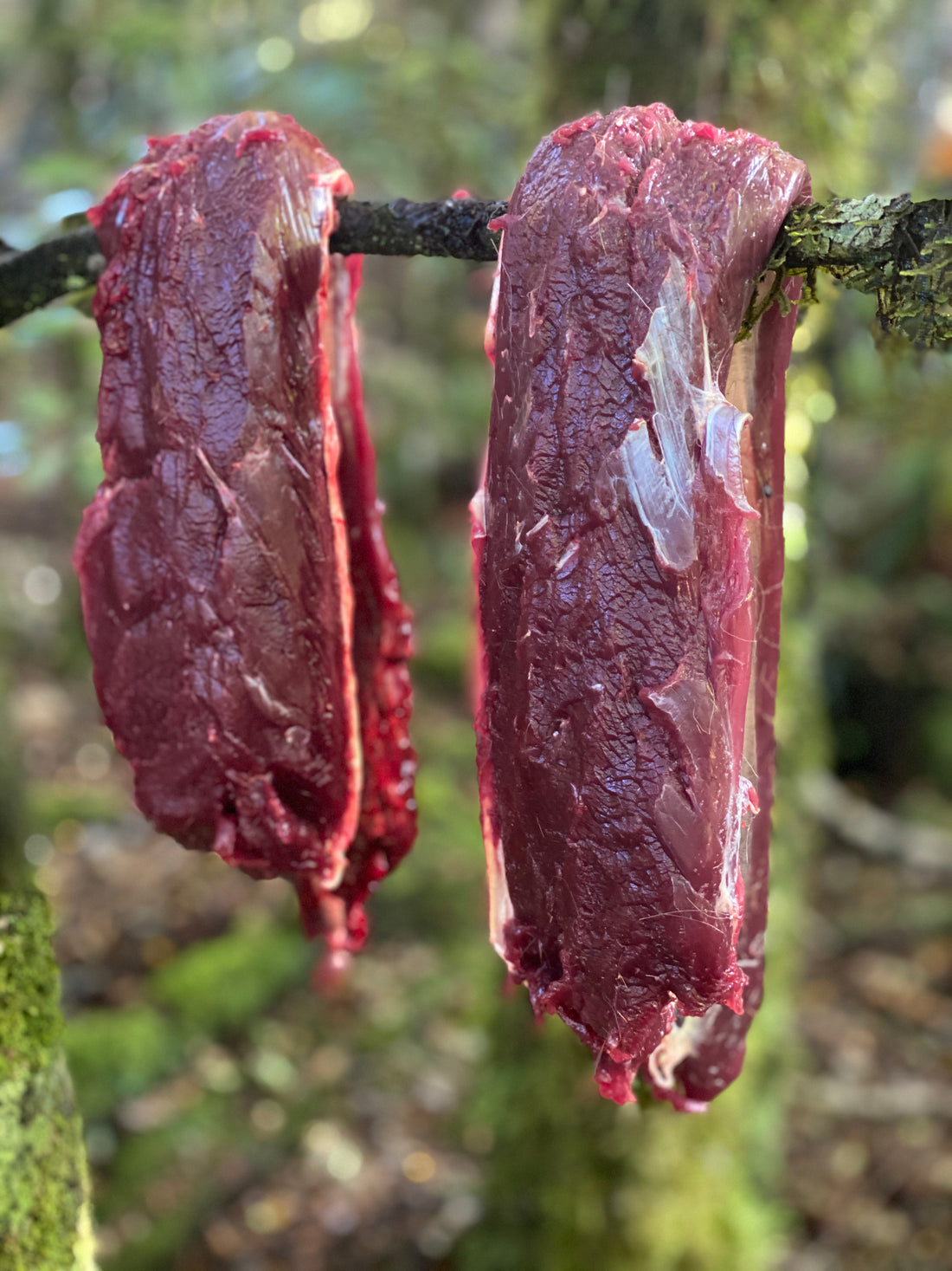 Meat preparation. Deer meat cooling on a branch