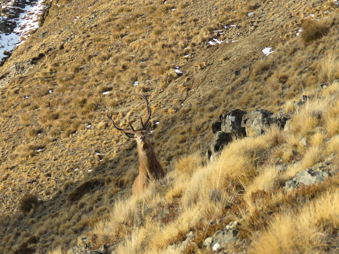 Red stag hunting video-To get the froth levels up this roar!