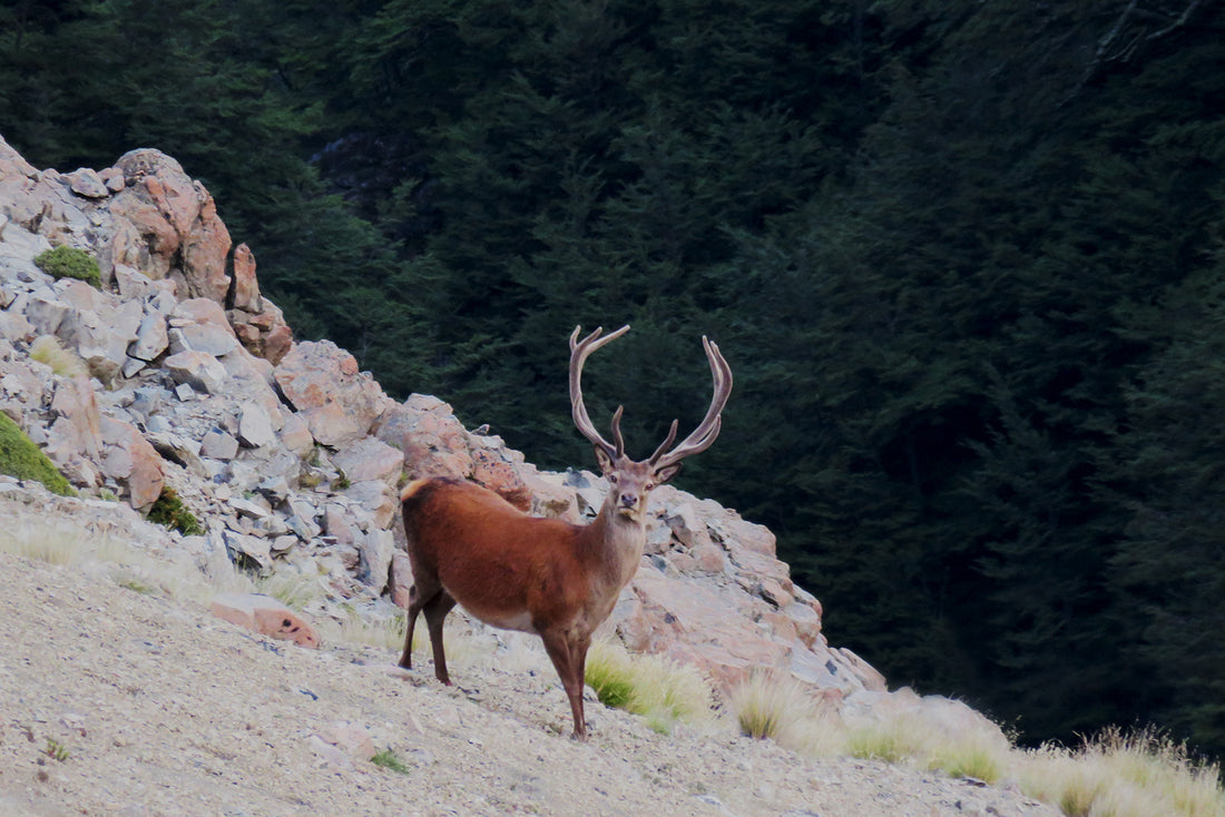 Hunting video-Jarrod heads out armed only with a camera