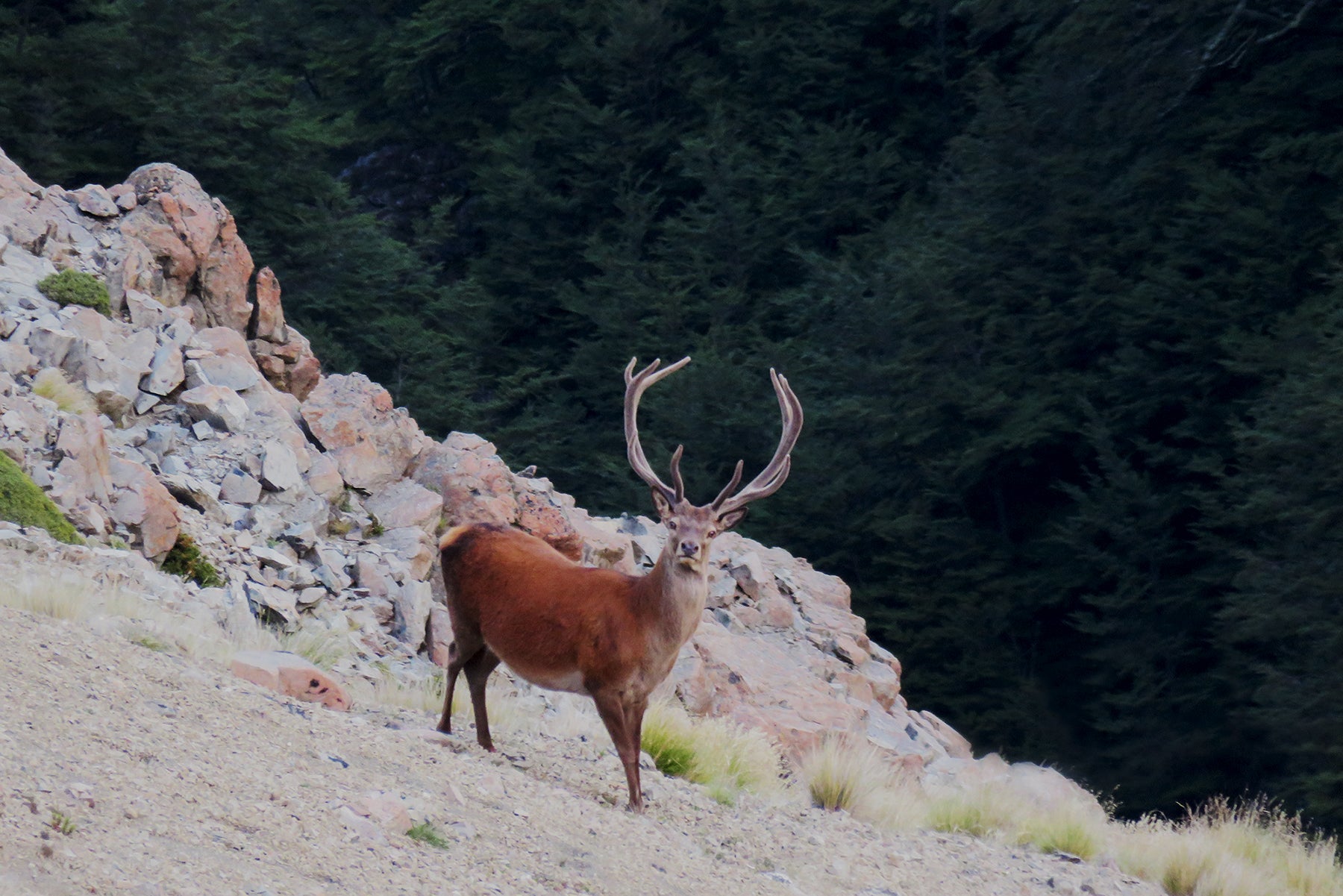 Hunting video-Jarrod heads out armed only with a camera
